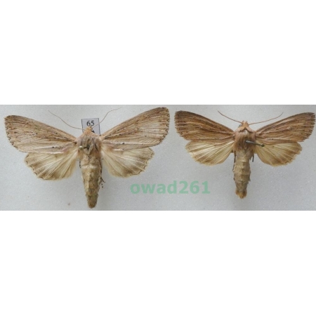 Nonagria typhae (Thunberg, 1784) pair Czech65